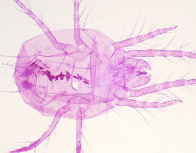 Tetranychus telarius, s.e.