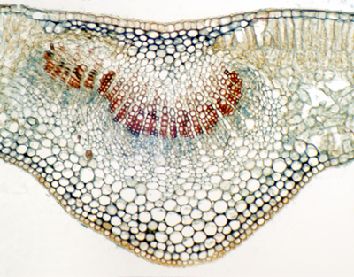 Ligustrum lucidum leaf, c.s.