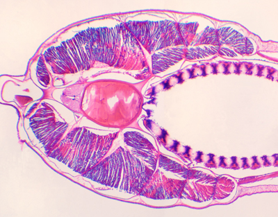 Branchiostoma belcheri, pharynx, c.s.