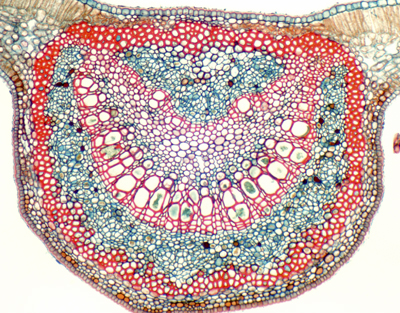 Ficus leaf, sunken stomata, c.s.