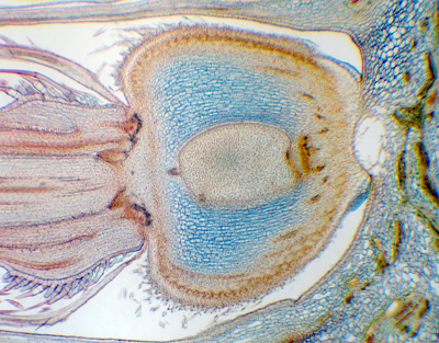 Ovario de Helianthus, s.l.