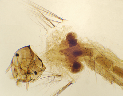 Mosquito larva, w.m.