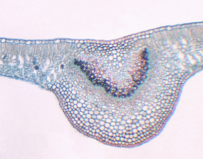 Mono and dicotyledon leaves, c.s.