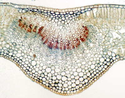 Privet leaf, c.s.