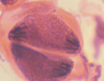 Meiose, anthère de lis, c.t.