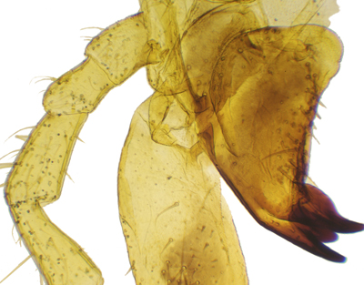 Grasshopper mouth parts, w.m.