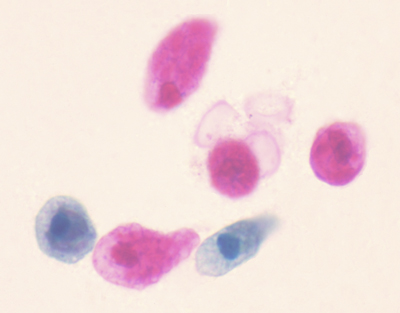 Amoeba proteus, w.m