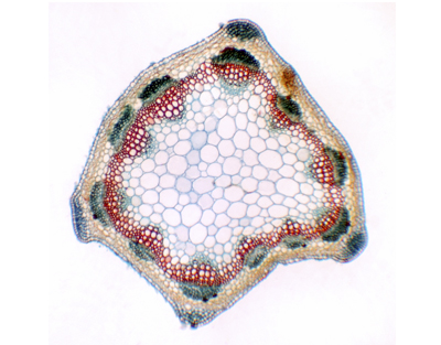Medicago sativa stem, c.s.