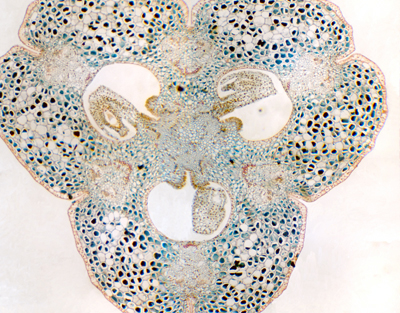 Lily ovary, c.s.