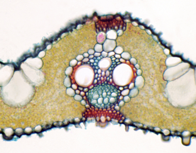 Oryza sativa leaf, c.s.