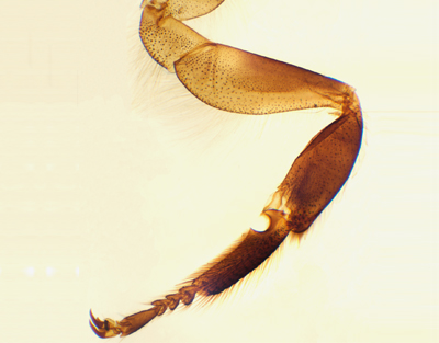 Honeybee front and back leg, w.m.