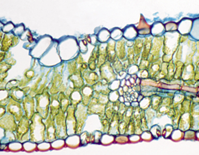 Triticum aestivum leaf, c.s.
