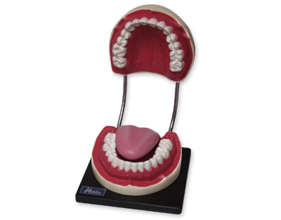 Mouth cavity