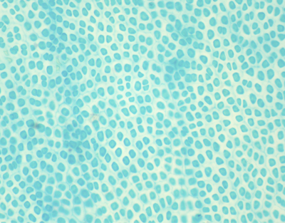 Porphyra, w.m.