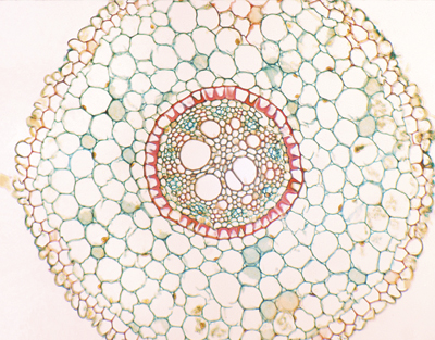 Iris root, c.s.