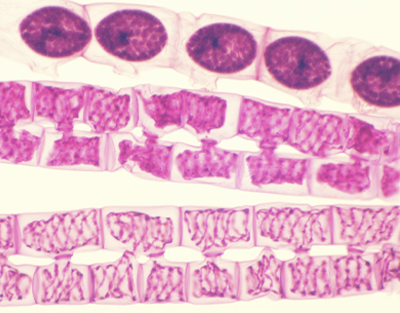 Spirogyra conjugation, w.m.