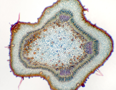 Gossypium young stem, c.s.