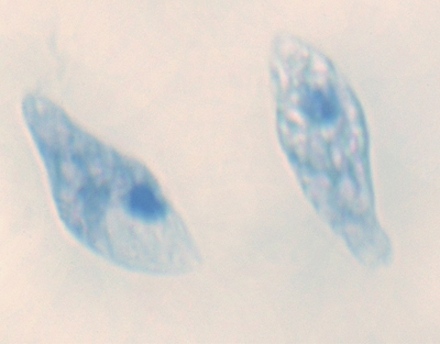Euglena, w.m.