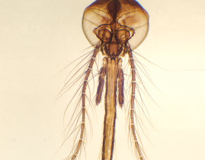 Female mosquito mouth parts, w.m.