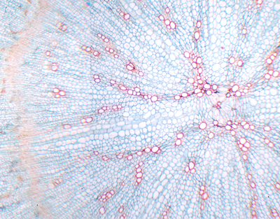 Daucus carota root, c.s.