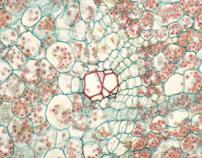 Racine de Ipomoea batatas, c.t.