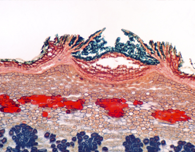 Stem w/lenticels, c.s.