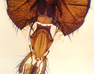 Aparato bucal de mosca común, m.e.