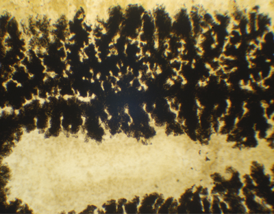 Turbellarié, tube digestif, s.e.