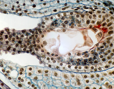 Lilium embryo sac development