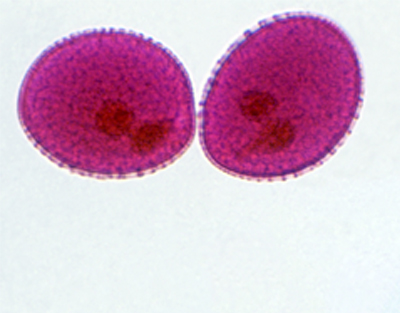 Lily pollen, w.m.