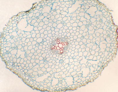 Ranunculus japonicus root, c.s.
