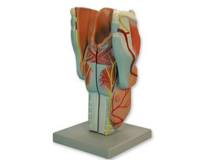 Larynx