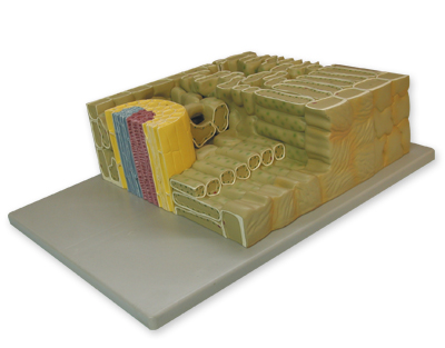 Coupe de feuille