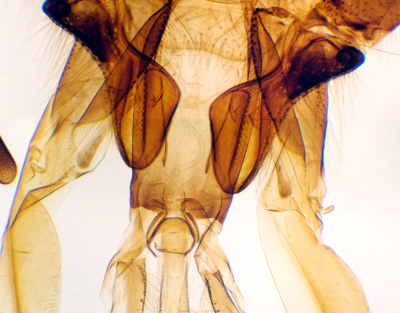 Honeybee mouth parts, w.m.