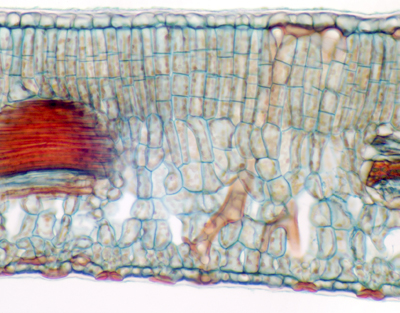 Osmanthus fragans leaf, stone cells, c.s.