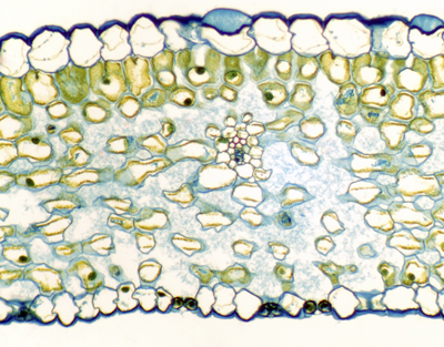 Lily leaf, c.s.