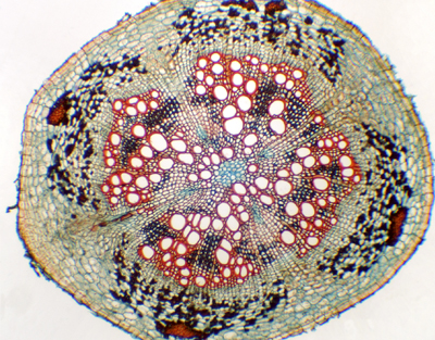 Earthpea root, c.s.