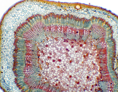 Tallo adulto de Gossypium (algodonero), s.t.