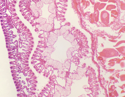 Mussel gills, c.s.