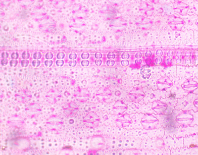 Oryza sativa stomata, w.m.