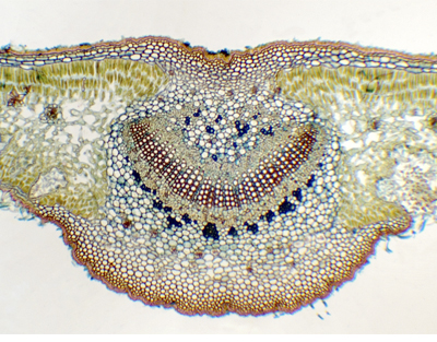 Thre types of plant leaves, c.s.