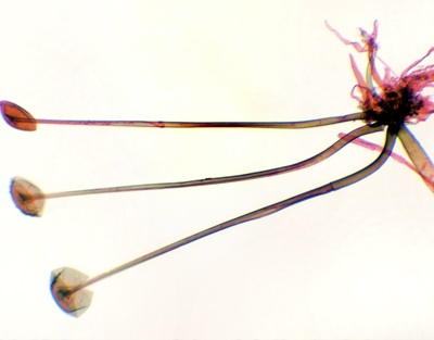 Rhizopus nigricans, w.m.