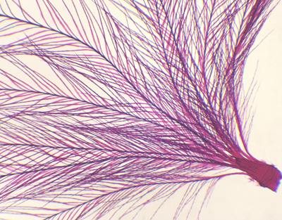 Bird feather, w.m.
