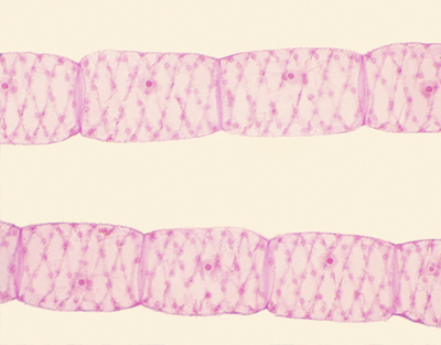 Spirogyra vegetative mass, w.m.