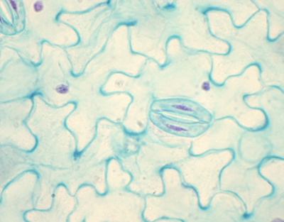 Vicia faba stomata, s.e.