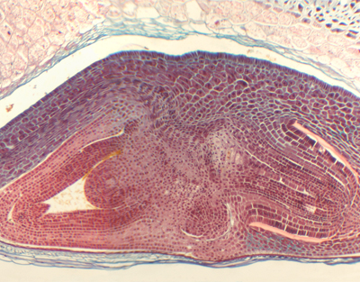 Triticum aestium seed, l.s.