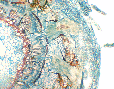 Cuscuta chinensis parasitic root, c.s.