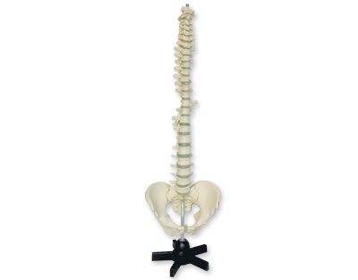 Vertebrae and pelvis