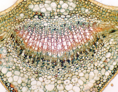 Camellia sinensis leaf, c.s.