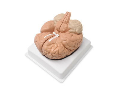 Cerebro humano, 2 partes